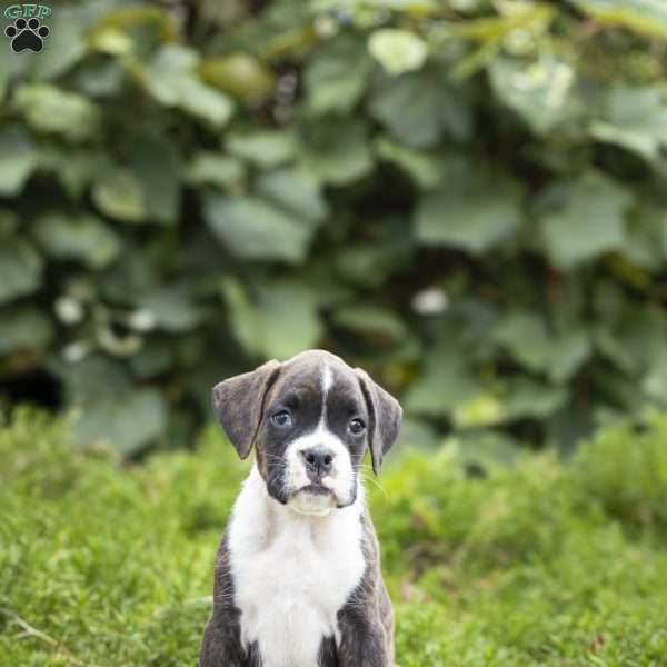 Oliver, Boxer Puppy